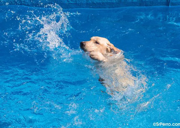 Perros al agua por una buena causa: chapuzones solidarios en Rivas, Mérida, Parla, Daganzo...