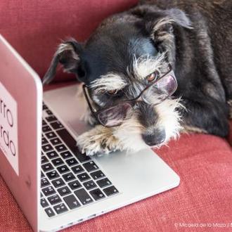 Las oficinas pet friendly: beneficios anímicos, empresariales y ¡una forma …