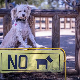 Del pet marketing al Dogwashing: entidades y marcas que utilizan …