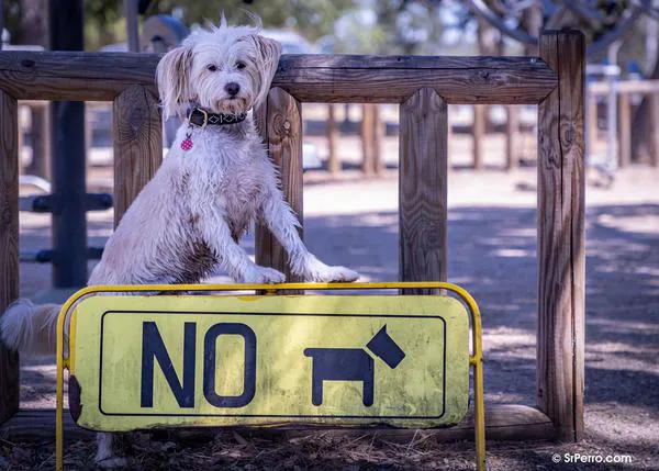 Del pet marketing al Dogwashing: entidades y marcas que utilizan a los perros en su publicidad y no son dog friendly