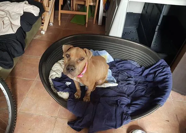 Ayuda para Dolly, una perra abandonada en malas condiciones que ahora se recupera