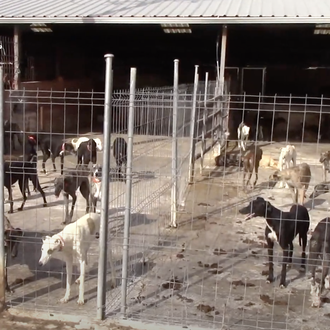 Rescatan a más de 240 animales, la mayoría galgos, a …