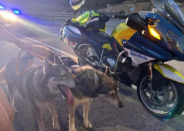 Los Mossos cortan una carretera para rescatar a dos perros que se habían escapado