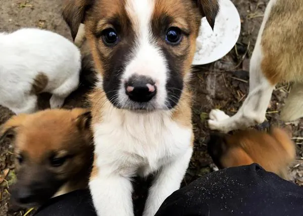 Los perros de Chernóbil: así viven los descendientes de los canes que sobrevivieron a la catástrofe nuclear