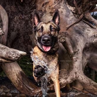 La aventura de retratar a perros de protectora que necesitan …