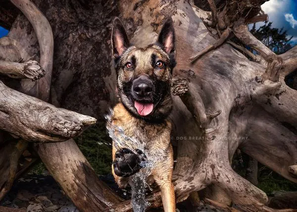 La aventura de retratar a perros de protectora que necesitan una segunda oportunidad: Dog Breath Foundation