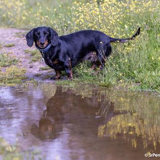 ¿Cómo cuidar el peso de tu perro y porqué es …