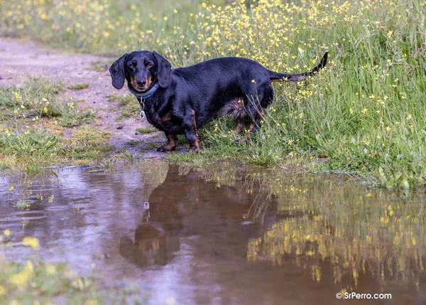 ¿Cómo cuidar el peso de tu perro y porqué es tan importante? Pienso, ejercicio y hábitos saludables