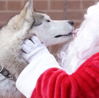 Los perros también esperan a Papá Noel, en casas y …
