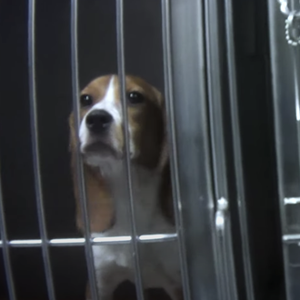 La nueva vida de 32 Beagles rescatados de un laboratorio