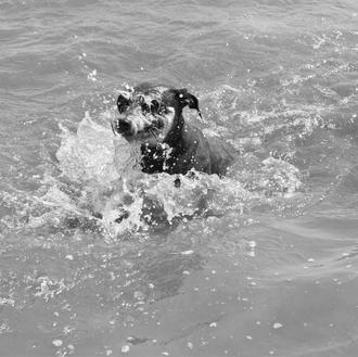 Agenda SrPerro verano: perros en la piscina, perros en la …