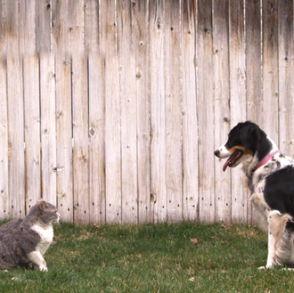 Perros vs gatos: una batalla que... ambos ganan en un …