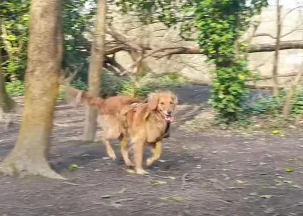 Los perros que pasean sobre las huellas de los lobos: un proyecto para reforestar una reserva natural