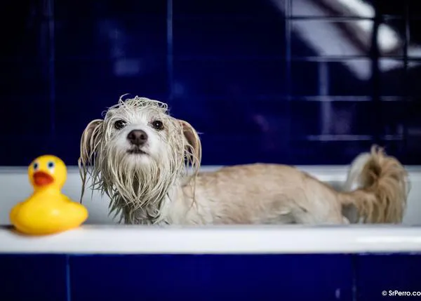 La higiene de los perros en casa: mucho más que el cepillado y el baño