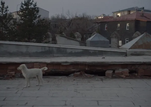 La vida de los perros de la calle en Kars, el nuevo corto documental de la directora de Stray