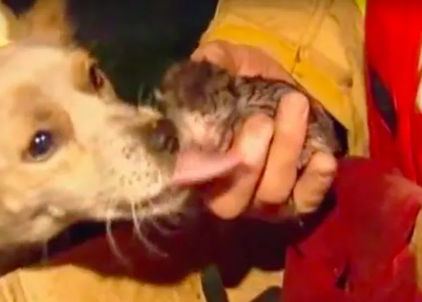 Un perro arriesga su vida para salvar a unos gatitos de morir en un incendio