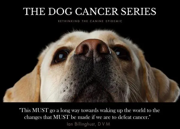 Un documental busca ofrecer soluciones innovadoras ante la epidemia de cáncer entre los perros 