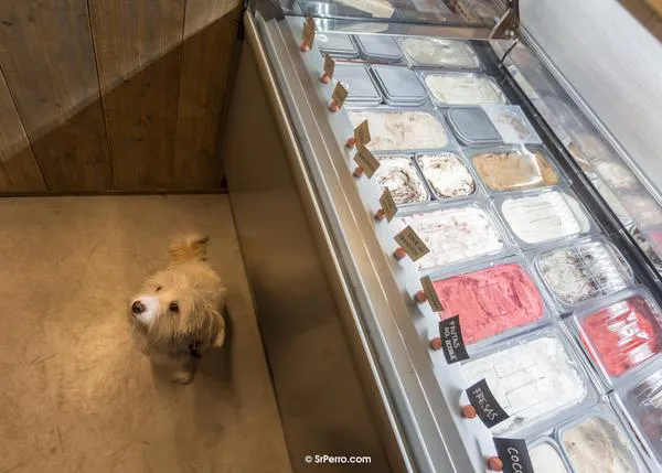 Sitios chulos para ir con tu perro a tomar un helado en Madrid, Barcelona, Sevilla, Cádiz...
