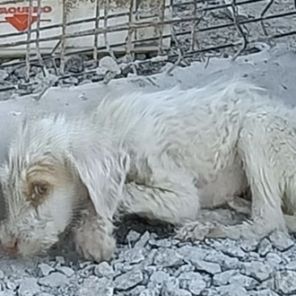 Más de 100 perros de caza rescatados de una nueva …