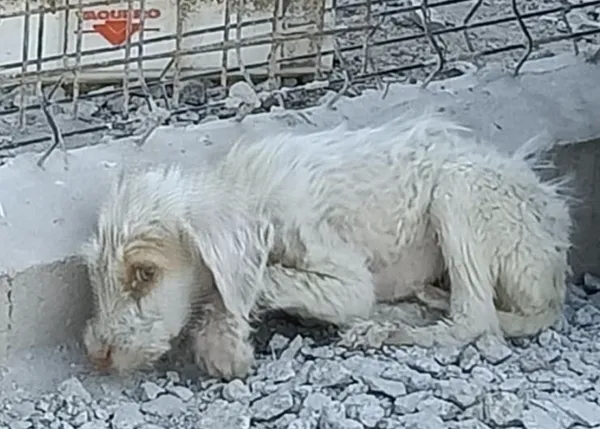 Más de 100 perros de caza rescatados de una nueva finca de los horrores, esta vez en Torrelaguna (Madrid)