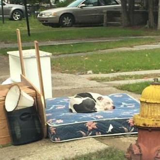 Un perro abandonado por su familia -como si fuera basura- …