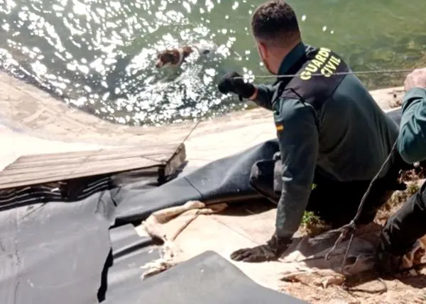 Un Guardia Civil se lanza a una balsa para sacar a una perra a punto de ahogarse, ¡y se convierte en su familia temporal!
