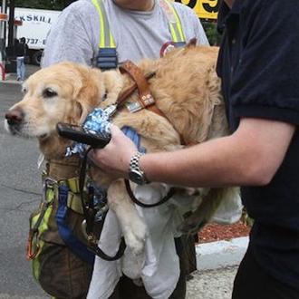 Figo, el héroe canino: un perro guía salva a su …