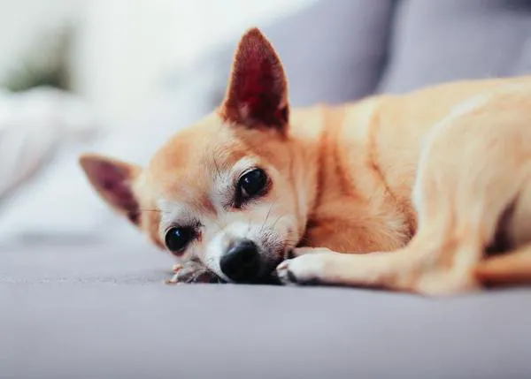 Las bajas laborales por enfermedad podrían ser válidas también para cuidar de animales de familia (en Nueva York)