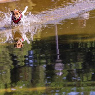 Casi 4000 animales de familia inscritos en #SoyResponsable, la campaña …