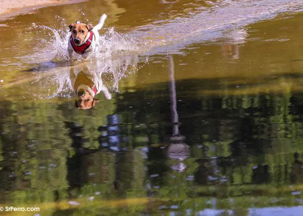 Casi 4000 animales de familia inscritos en #SoyResponsable, la campaña que incentiva la esterilización y vacunación