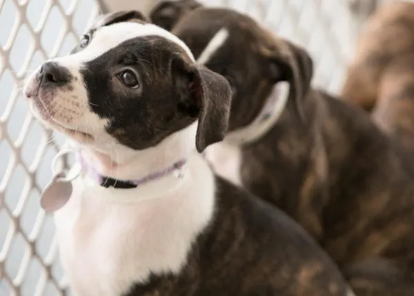 Prohibida la venta de perros, gatos o conejos (que no sean de protectora) en tiendas de todo el Estado de California