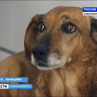 La Hachiko rusa: una perra espera en vano a su …