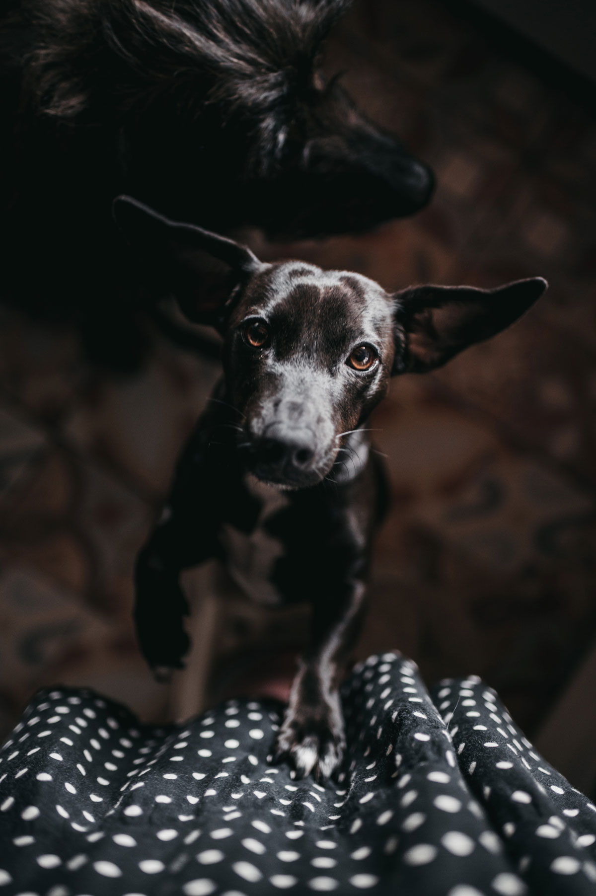 Apagar la luz - trucos de perros- Connect my dog