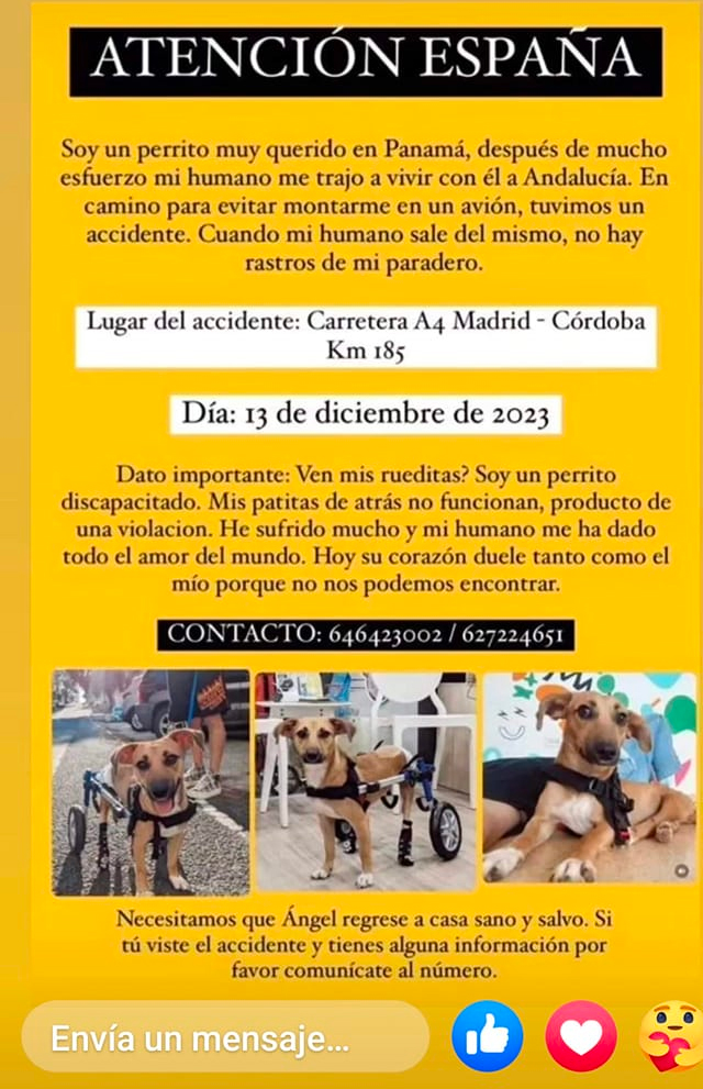 pueden los perros perdidos encontrar el camino a casa